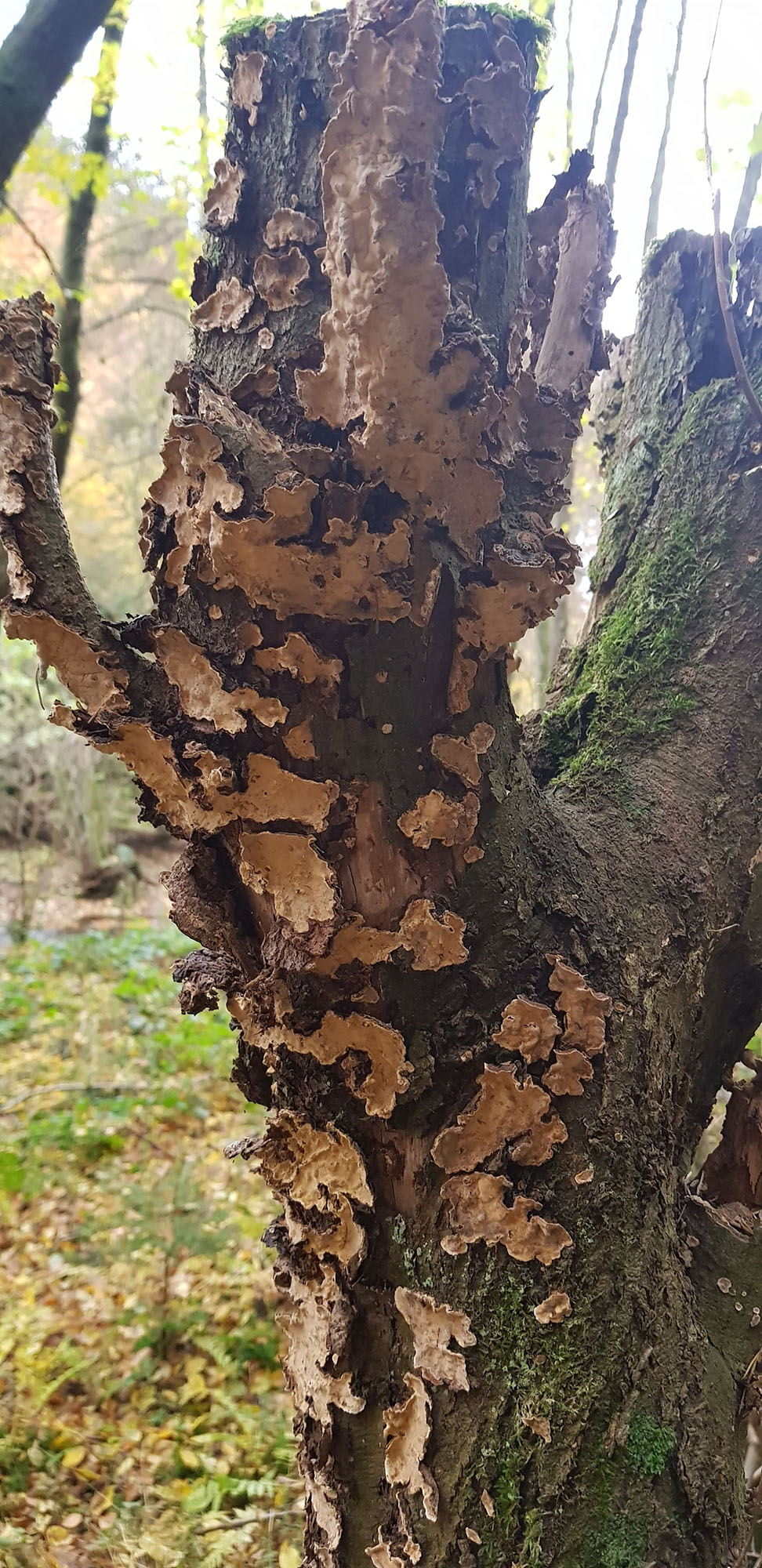 Laakener Impressionen B Rgerverein Laaken Eschensiepen E V